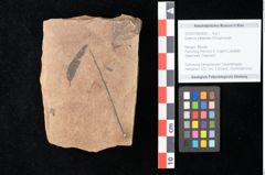 Foto (Objekt + Etikett) von Quercus palaeoilex Ettingshausen (NHMW-GEO-2024-0188-0835)